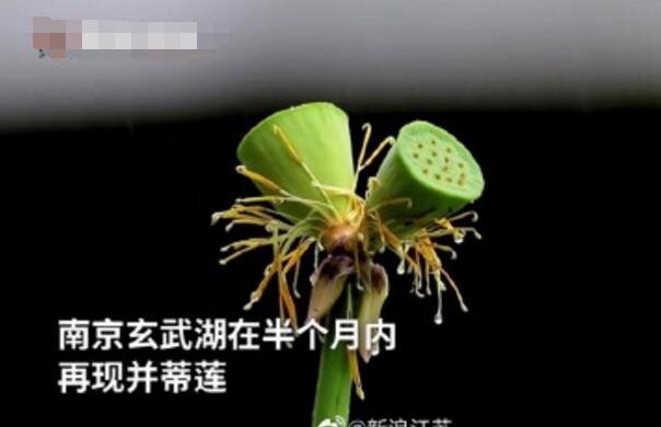 怒了！南京玄武湖并蒂蓮被游客摘下是怎么回事？(圖2)