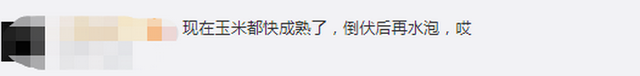 臺(tái)風(fēng)“美莎克”致吉林玉米大面積倒伏，像棉被一樣鋪在地上，減產(chǎn)已成定局(圖3)